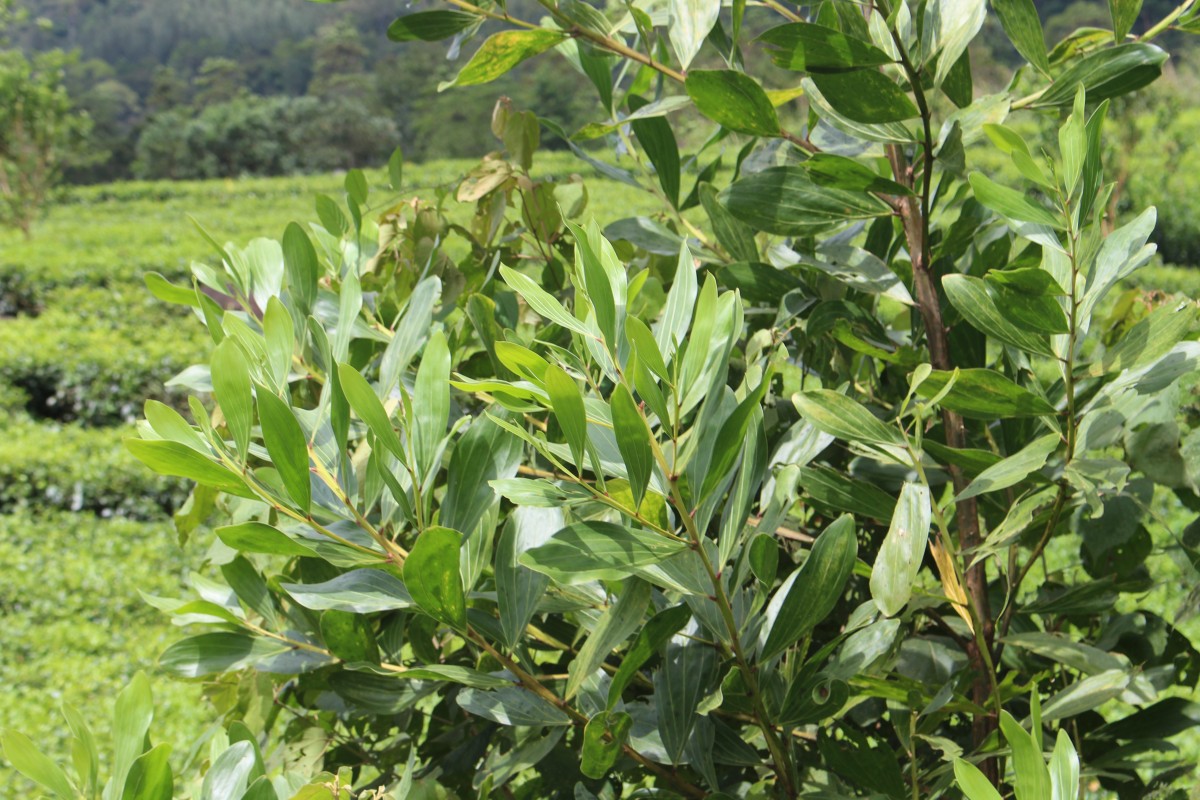 Acacia mangium Willd.